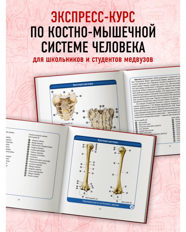 Анатомия человека. Компактный атлас. Опорно-двигательный аппарат