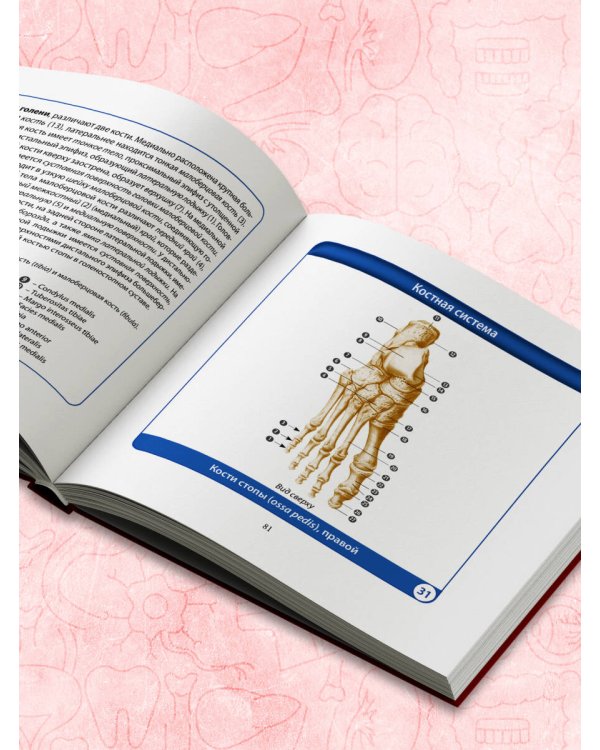 Анатомия человека. Компактный атлас. Опорно-двигательный аппарат