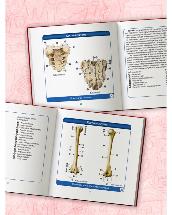 Анатомия человека. Компактный атлас. Опорно-двигательный аппарат