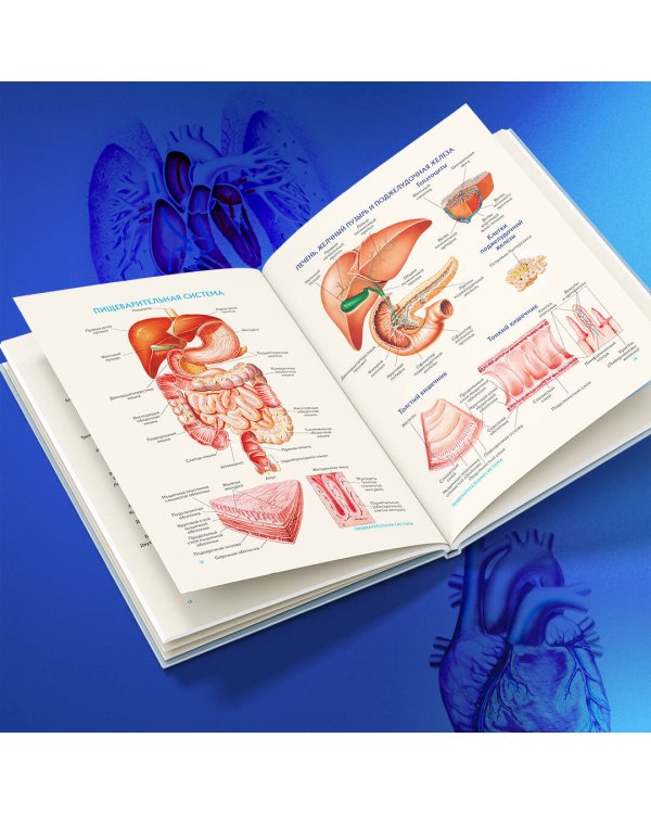 Анатомия человека. Популярный атлас. Самые подробные анатомические изображения