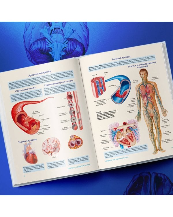 Анатомия человека. Популярный атлас. Самые подробные анатомические изображения