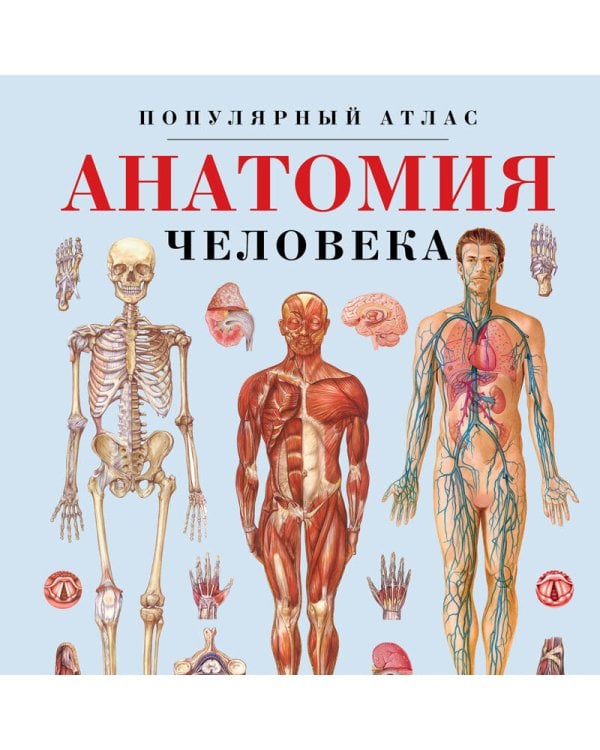 Анатомия человека. Популярный атлас. Самые подробные анатомические изображения