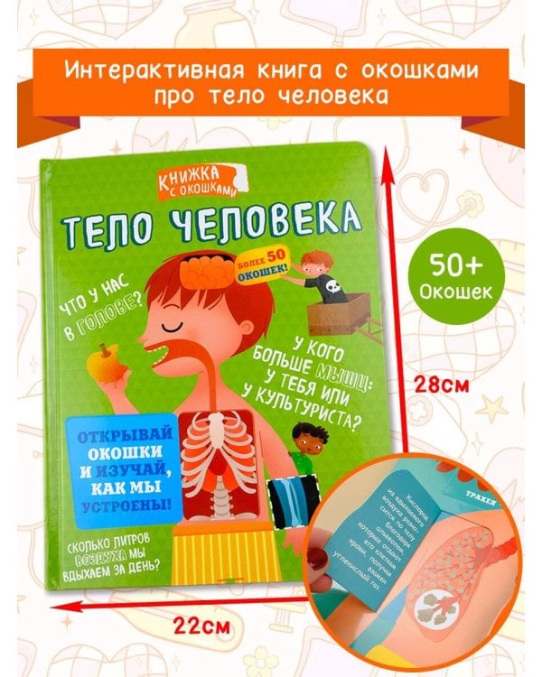 Тело человека