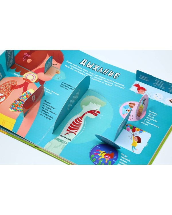 Тело человека