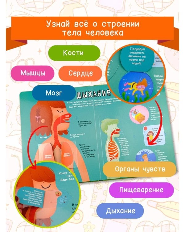 Тело человека