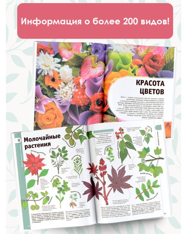 Деревья, листья, цветы и семена