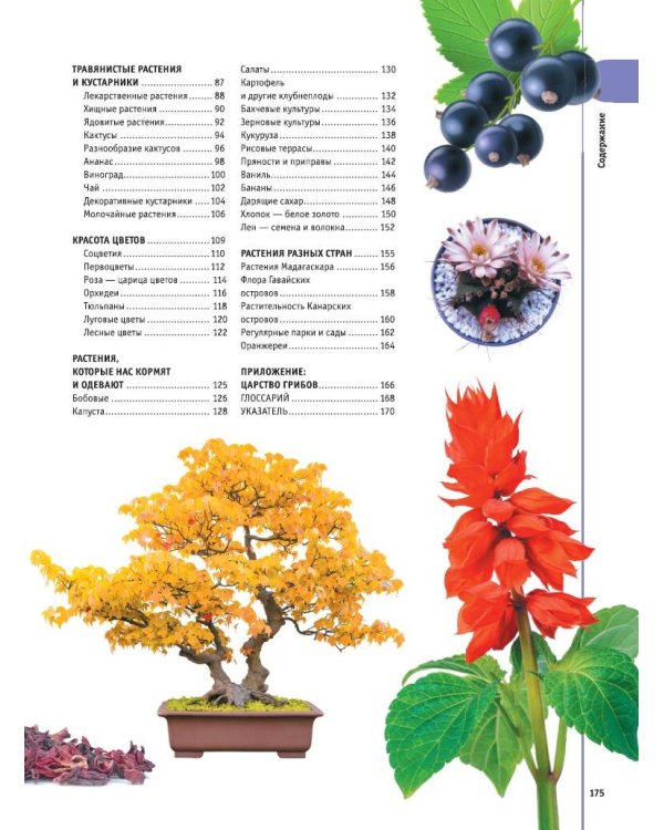 Деревья, листья, цветы и семена