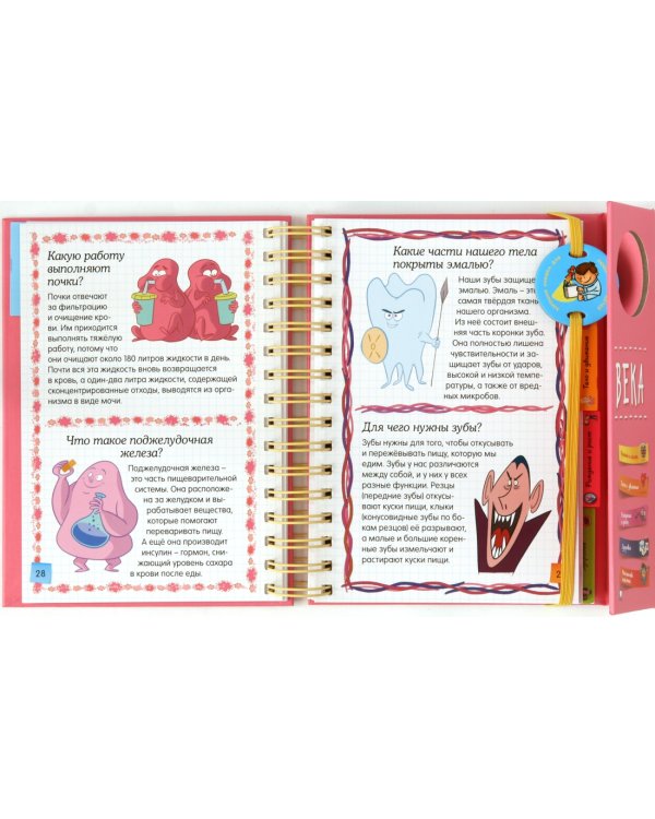 Тело человека