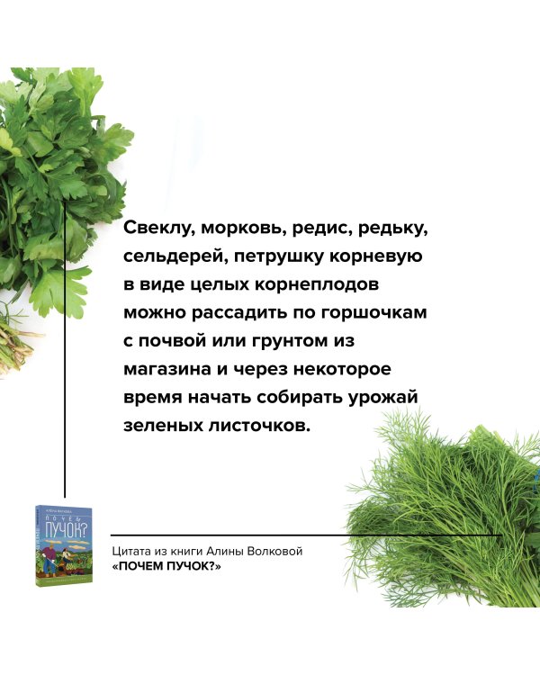 Почем пучок. Как выращивать свою зелень