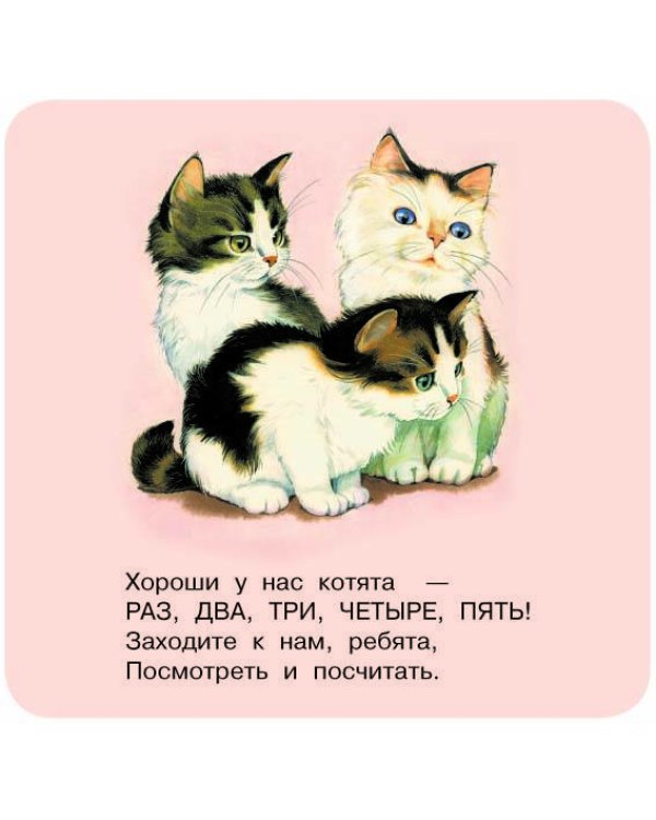 Котята