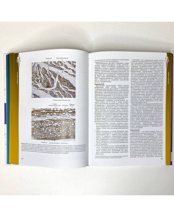 Полный атлас анатомии человека. Мышечно-фасциальные цепи