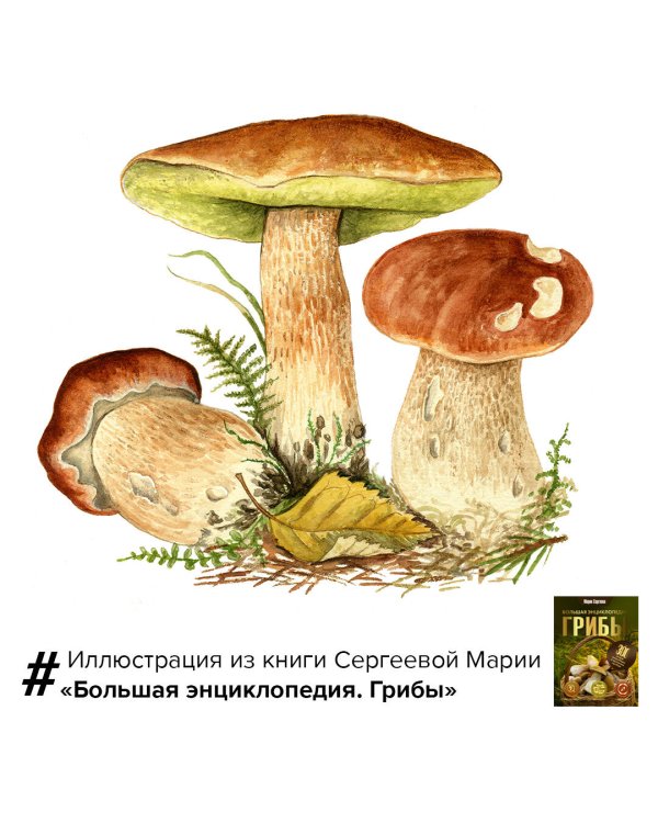 Грибы. Большая энциклопедия