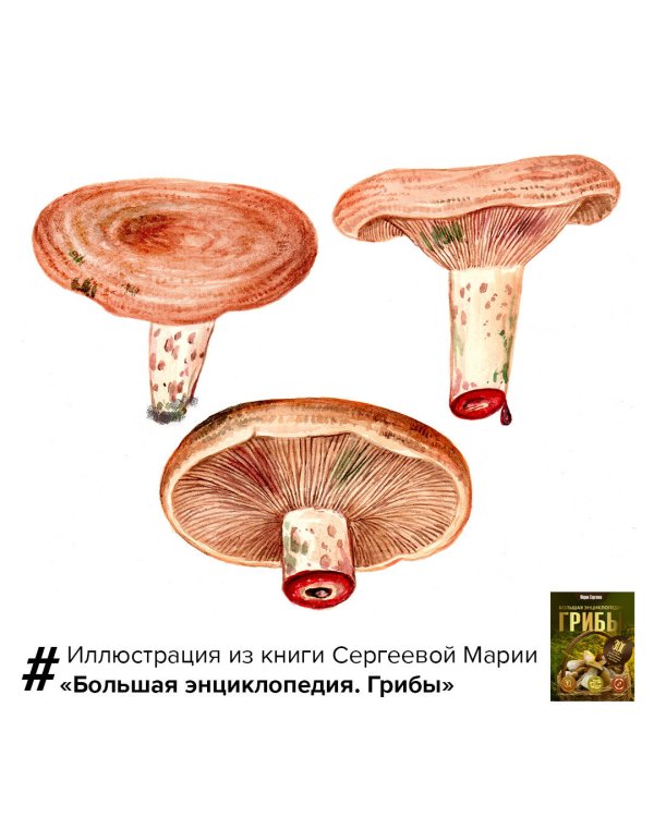 Грибы. Большая энциклопедия