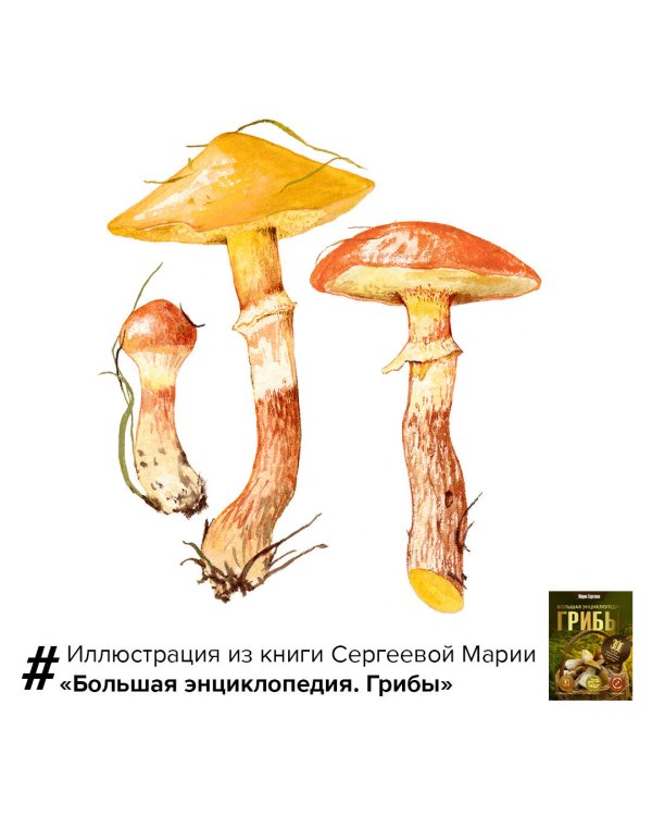 Грибы. Большая энциклопедия