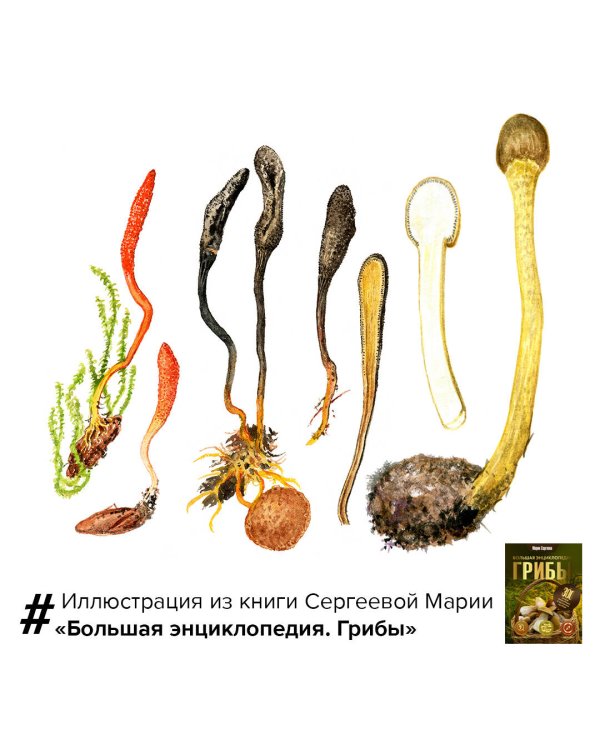 Грибы. Большая энциклопедия