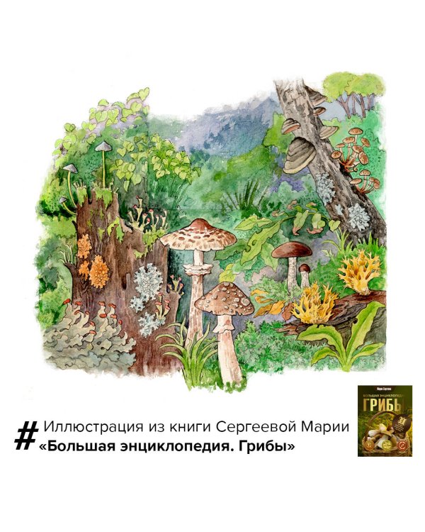 Грибы. Большая энциклопедия