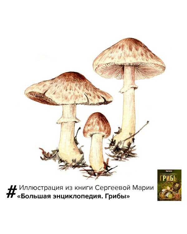 Грибы. Большая энциклопедия