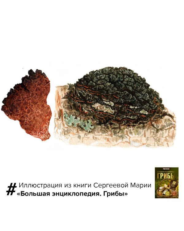 Грибы. Большая энциклопедия