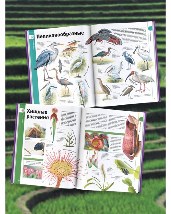 Гигантская энциклопедия в картинках