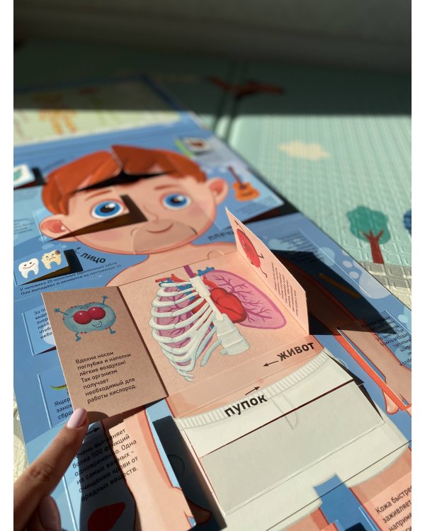 Тело человека