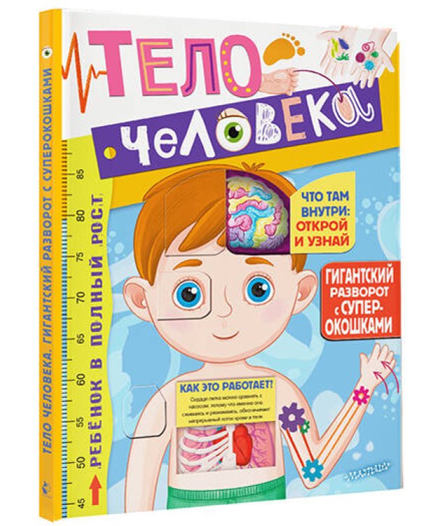 Тело человека