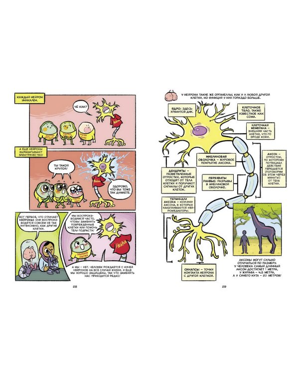 Мозг. Научный комикс