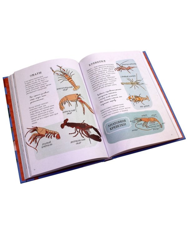 Анатомия океана. Занимательные детали жизни подводного мира