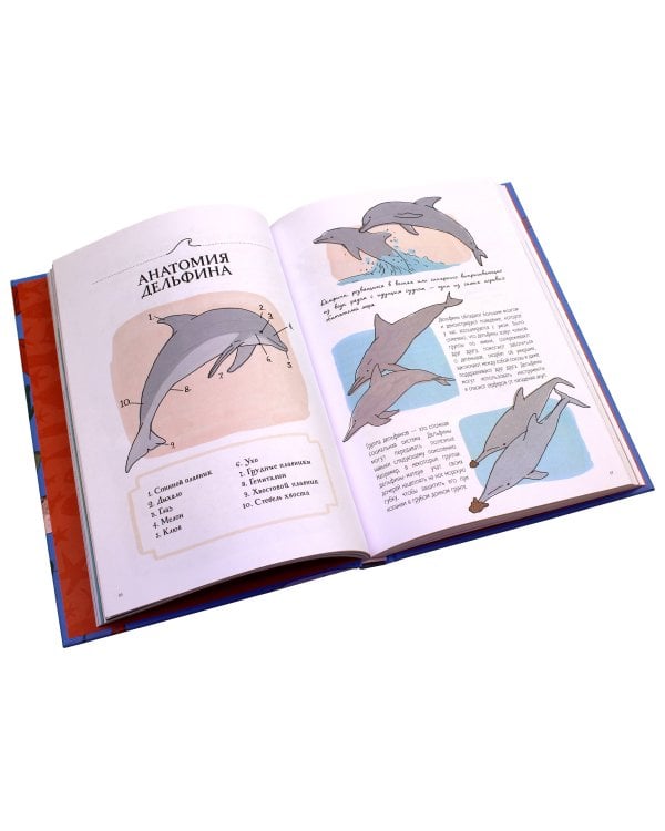 Анатомия океана. Занимательные детали жизни подводного мира