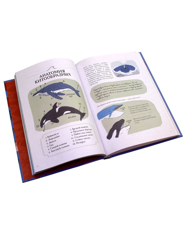 Анатомия океана. Занимательные детали жизни подводного мира