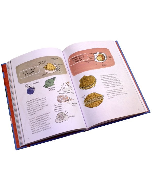 Анатомия океана. Занимательные детали жизни подводного мира