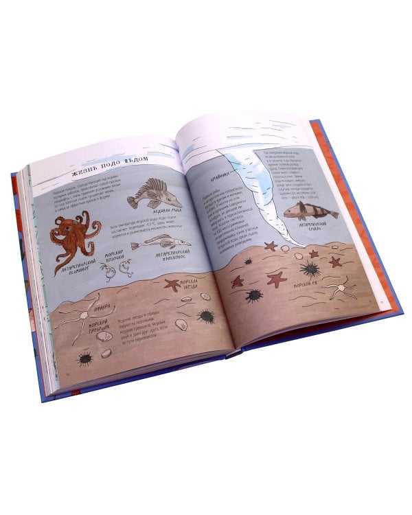 Анатомия океана. Занимательные детали жизни подводного мира