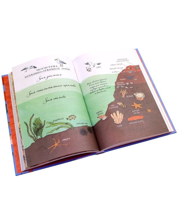 Анатомия океана. Занимательные детали жизни подводного мира