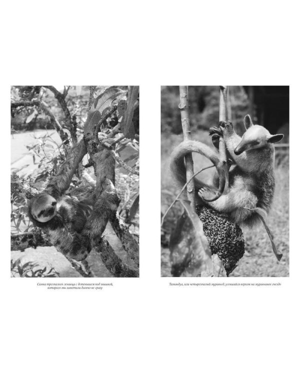 Путешествия натуралиста. Приключения с дикими животными