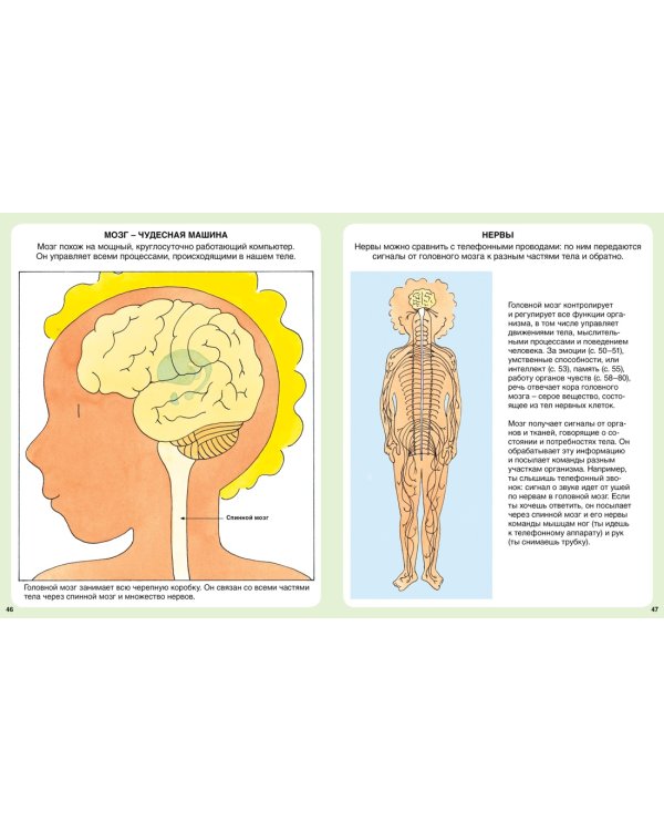 Тело человека