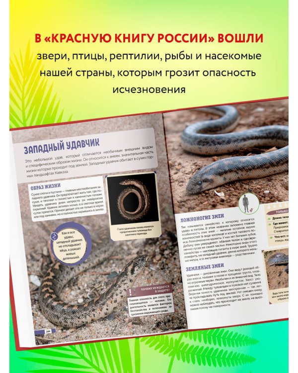 Красная книга России. Млекопитающие, птицы, рептилии, амфибии, рыбы, насекомые