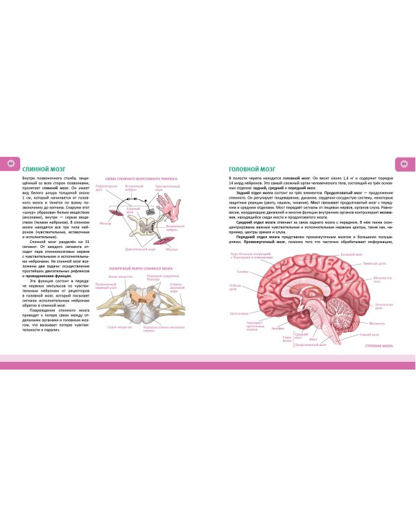 Человек. Полная энциклопедия