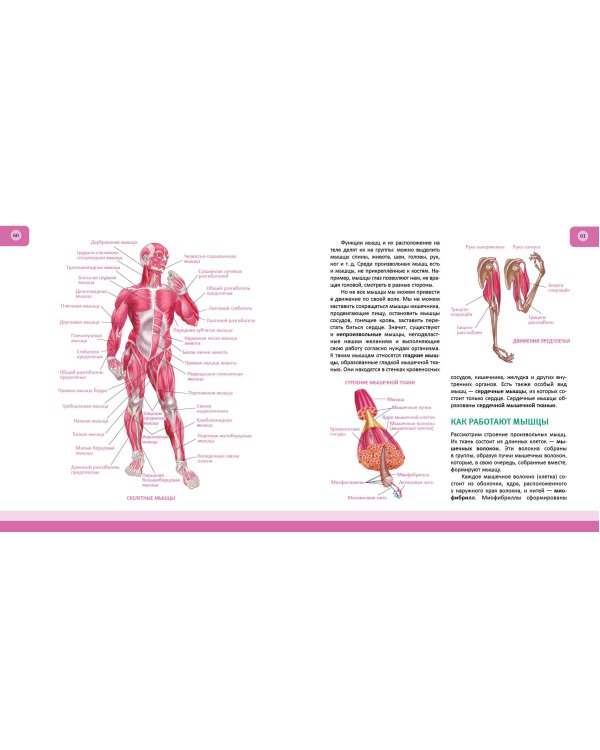 Человек. Полная энциклопедия