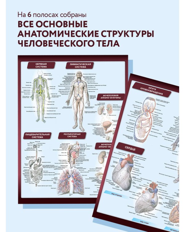 Анатомия. Самая компактная анатомическая таблица
