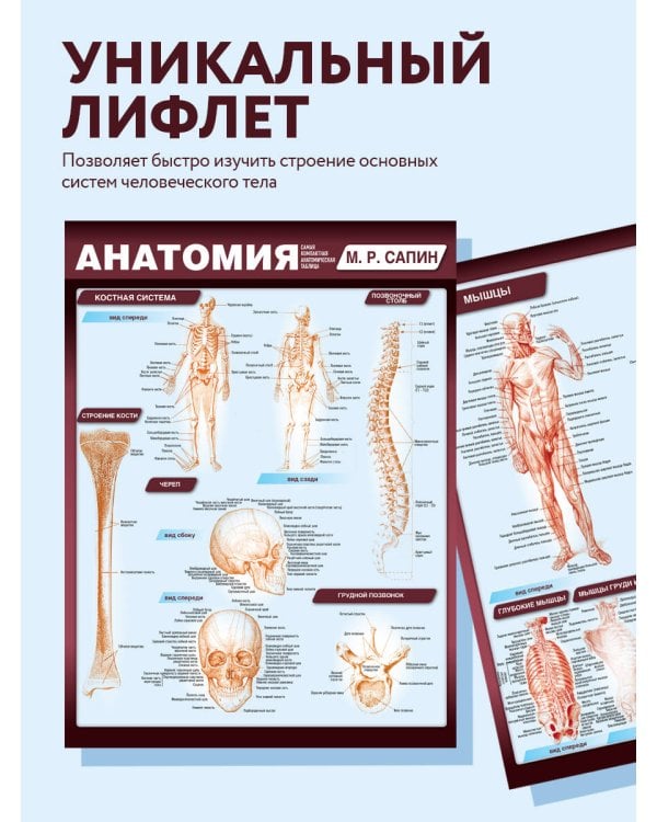 Анатомия. Самая компактная анатомическая таблица