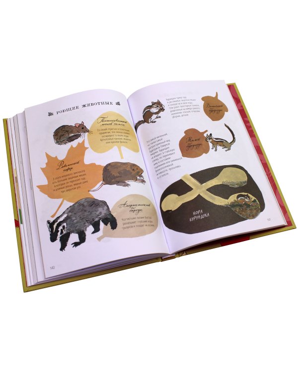 Анатомия природы. Занимательные детали мира природы