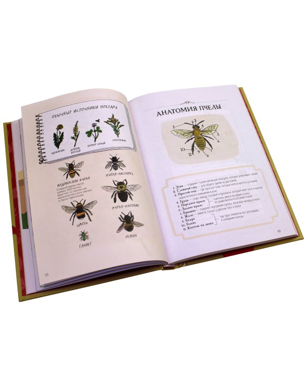 Анатомия природы. Занимательные детали мира природы