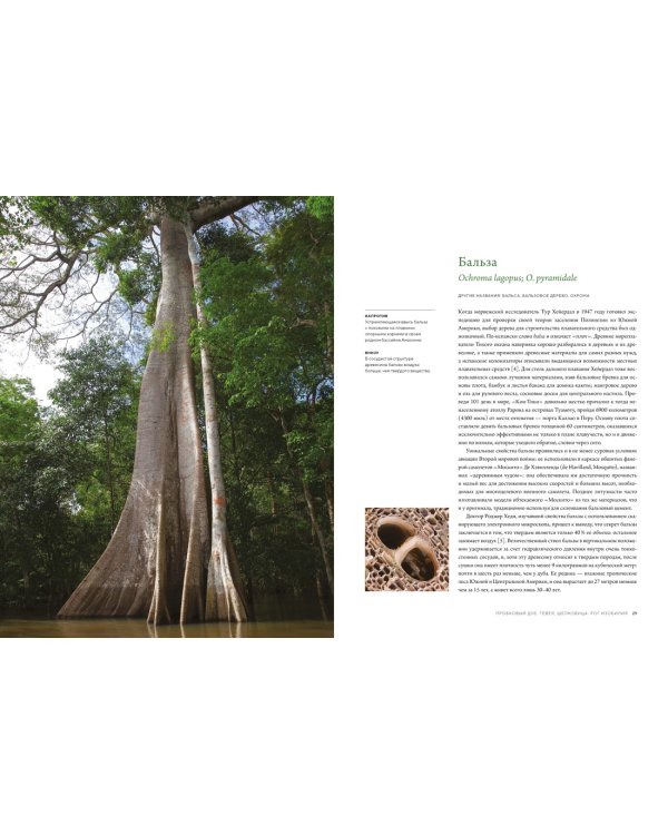 Выдающиеся деревья, которые изменили нашу жизнь