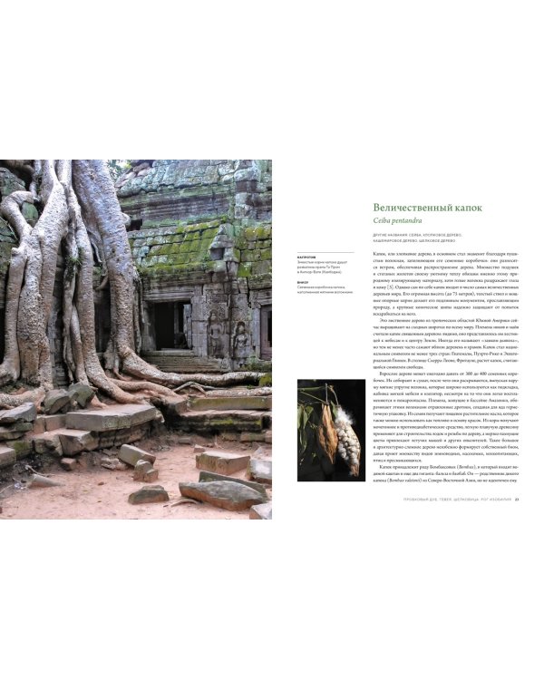 Выдающиеся деревья, которые изменили нашу жизнь