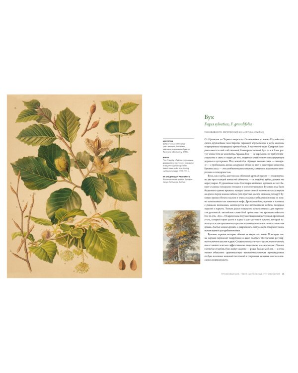 Выдающиеся деревья, которые изменили нашу жизнь