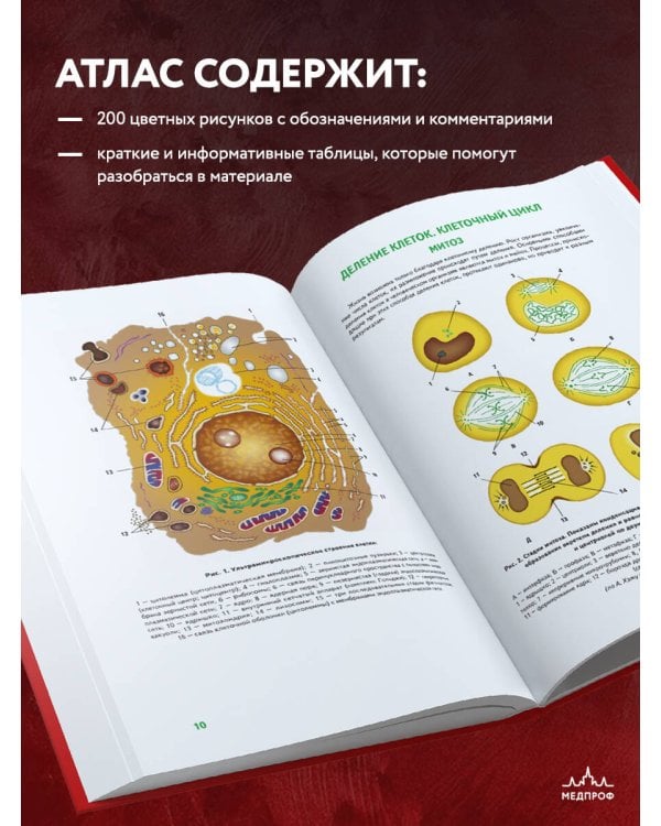 Анатомия человека: 2 издание
