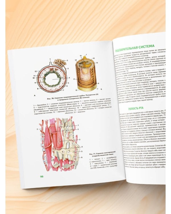 Анатомия человека: 2 издание