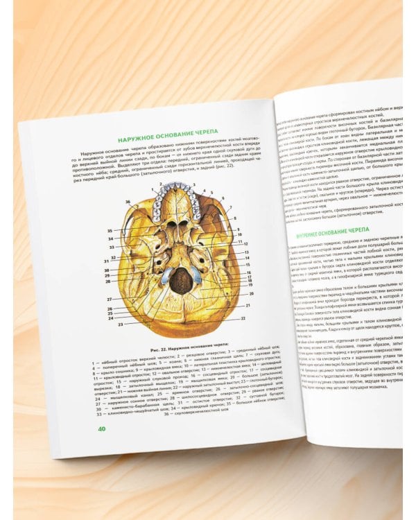 Анатомия человека: 2 издание