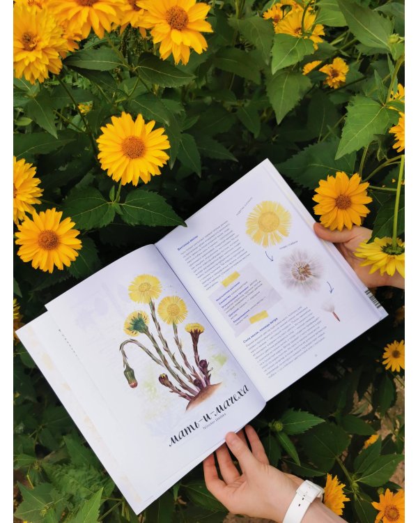 Мой гербарий. Цветы и травы(переупак)