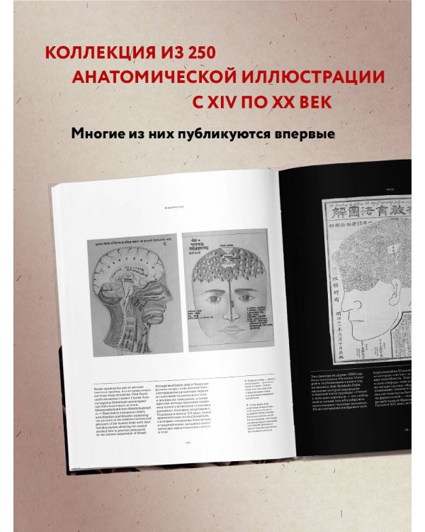 Анатомика. От ужасного до великого: человеческое тело в искусстве