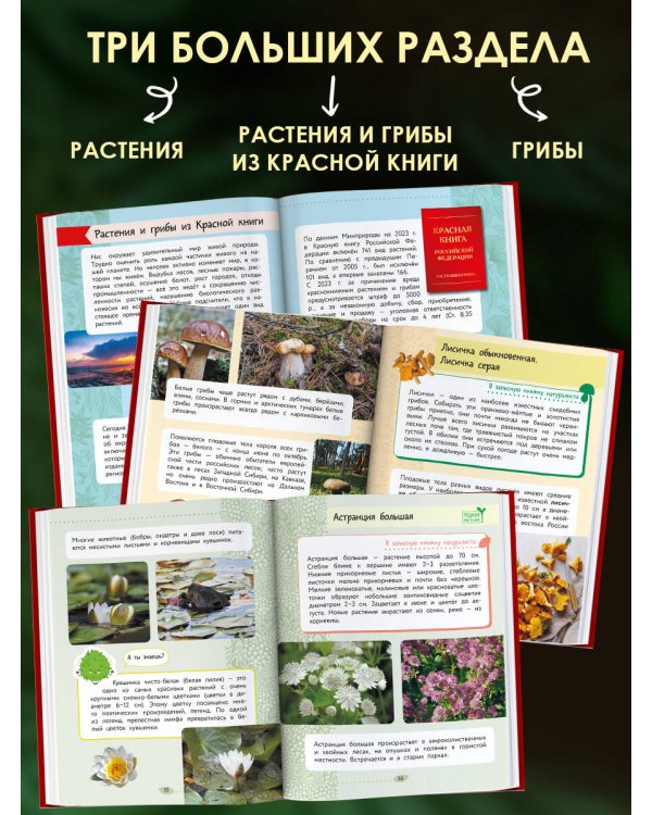 Окружающий мир. Растения и грибы